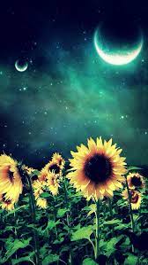 Sunflowers Sunflower Pictures Moon Flower Sunflower Wallpaper