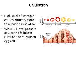Ovulation And Menstruation Function Of Menstrual Cycle Uterine Walls Thickens With Rich Blood Supply In Preparation For A Fertilized Egg If Fertilization Ppt Download