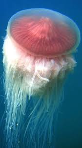 Image result for Droogmansia