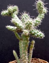 Image result for Austrocylindropuntia