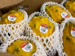Webmd's intestines anatomy page provides a detailed image and definition of the intestines. Ecuador S Yellow Dragon Fruit Season To Start In October