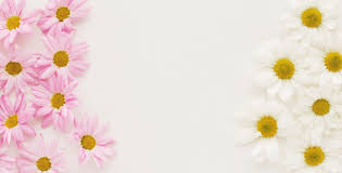 Fiori tipo margherita con quindici petali sottili e lunghi in quattro dimensioni diverse. Fiori Bianchi Tipo Margherita