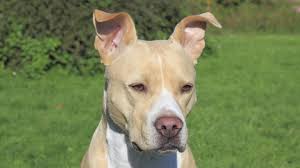 American pitbull terrier (i agree pitbull) 2. 20 Jahre Kampfhundegesetz Wie Gefahrlich Sind Pitbulls Und Bullterrier Swr Aktuell