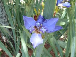 Image result for Neomarica northiana