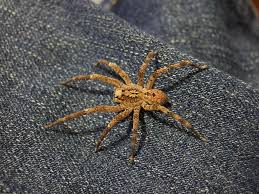Beachte aber, dass die meisten von ihnen harmlos sind und in ruhe gelassen werden falls sich die spinne in ihrem netz befindet, solltest du einen staubsauger mit einer langen düse benutzen, um die spinne schnell einzusaugen. Zoropsis Spinimana Wikipedia
