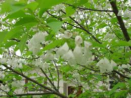Image result for Halesia