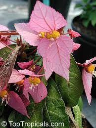 Image result for Dalechampia