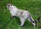 The Beautiful Snow Bengal Cat - All about Snow Bengals