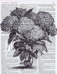 Under The Definition Cool Art Botanical Art Floral Drawing