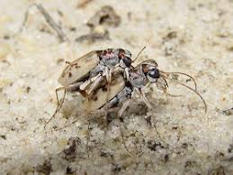 Image result for Lepidagathis eriocephala