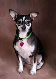 The chihuahua is one of the smallest breeds of dog, and is named after the mexican state of chihuahua. Rat Cha Rat Terrier X Chihuahua Mix Info Temperament Training Puppies Pictures