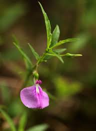 Image result for Afrohybanthus enneaspermus