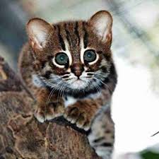 ‪Wild cats: elegant, elusive and endangered‬‏