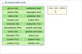 chemistry upper secondary ydp chart 20 common amino