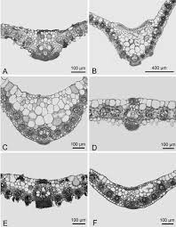 Image result for Thelepogon