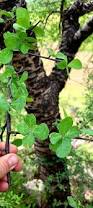 Image result for Commiphora viminea