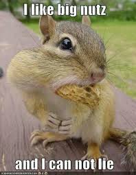 Deez Nuts In Yo Mouth Squirrel Funny Funny Squirrel Pictures Squirrel Pictures