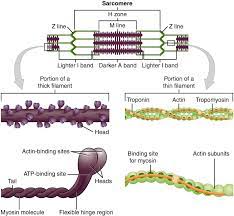 We did not find results for: Muscle Cell Myocyte Definition Function Structure Biology