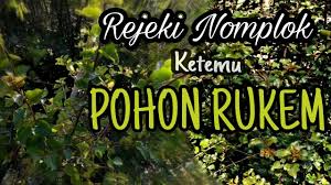 Bonsai pohon serut meliuk liuk ekspresionis berkarakter: Mendongkel Serut Bertemu Pohon Rukem Youtube