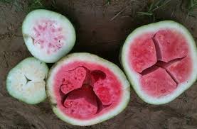 Cut or sliced watermelon lasts about 3 to 5 days in the fridge. This Watermelon Looks Shocking On The Inside The Cause Is Surprising