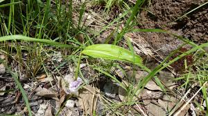 Image result for Siphonochilus