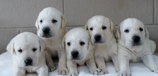 Please call or text mess. White Lab Puppies For Sale Damascus Way Labradors Pricing Lab Puppies Labrador White Lab Puppies