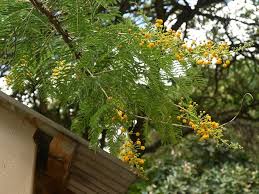 Image result for Acacia davyi