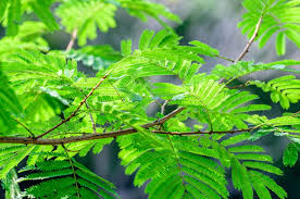 Image result for Acacia pentagona