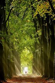 Autumn Forest Groningen Netherlands Beautiful Nature Autumn Forest Beautiful Landscapes