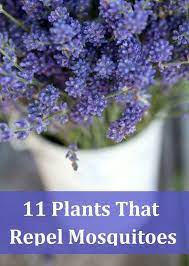 You can rub it on your skin as well. 11 Fragrant Plants That Repel Mosquitoes Mosquito Repelling Plants Mosquito Plants Plants