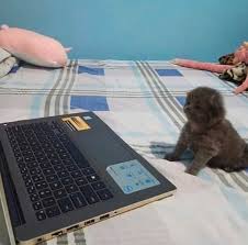 Kedi T Kediozelharecat Twitter