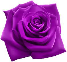 Purple Rose Png Clipart Image Purple Roses Pink Rose Png Flower Background Iphone