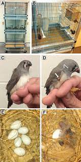 Care And Breeding Of The Zebra Finch Taeniopygia Guttata A A Download Scientific Diagram