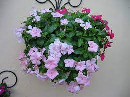 Plants Flowers Vinca Rosea