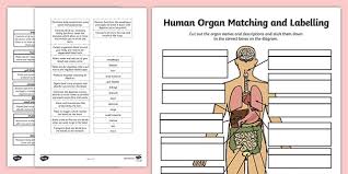 Start shrinking your waist with the lose 2. Organ Labelling Activity Full Human Body Chart Activity