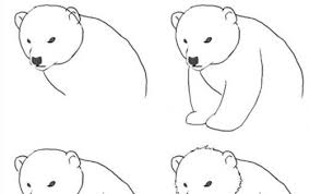 Witte Ijsbeer Dieren Tekenen Krabbel Kunst Tekeningen Dieren