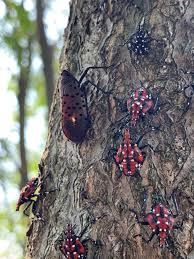 Image result for Scleria delicatula