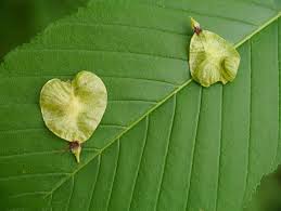 Elm tree care and diseases. Slippery Elm Facts And Health Benefits