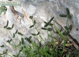 Image result for Dactyloctenium aegyptium