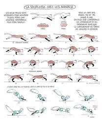 Animal Running Cycle Reference Animation Reference Animated Drawings Animal Drawings