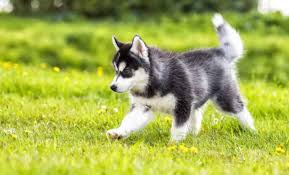 Low end around 500.00 to more than 1000 how much does a husky cost? How Much Does A Husky Puppy Cost Petsidi