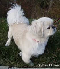 Pekingese Pictures And Photos 1 Pekingese Dogs Pekingese Puppies Pekingese