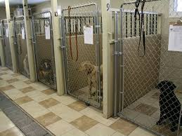 Dog Boarding Dog Boarding Facility Dog Boarding Dog Boarding Kennels