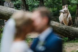 Tourist attraction near gelsenkirchen zoom. Hochzeitsreportage Von Luisa Und Matthias Matthias Tiemann