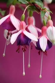 Maybe you would like to learn more about one of these? Fuchsia La Campanella Beautiful Flowers Amazing Flowers Love Flowers
