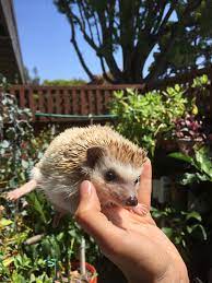 How Long Do Hedgehogs Live Hedgehog Lifespan Animal Facts Blog Animal Facts Pygmy Hedgehog Hedgehog