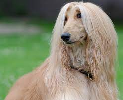 Maybe you would like to learn more about one of these? ã‚¢ãƒ•ã‚¬ãƒ³ ãƒã‚¦ãƒ³ãƒ‰ ãƒŽã‚¢ã®æ–¹èˆŸã«ä¹—ã£ãŸ æœ€å¤ã®çŠ¬ç¨® è¶…çµ¶ãƒžã‚¤ãƒšãƒ¼ã‚¹ãªæ€§æ ¼ã®ã‚¢ãƒ•ã‚¬ãƒ³ ãƒã‚¦ãƒ³ãƒ‰ ç‰¹å¾´ æ€§æ ¼ãªã© çŠ¬ã®å›³é''