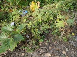 Image result for Solanum chrysotrichum