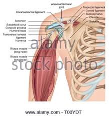 In other words, they play a rather important role in several of our daily movements like. Human Muscle Anatomy Diagram Illustration Stock Vector Image Art Alamy