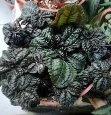 Image result for Pilea angolensis